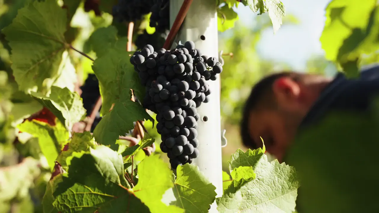 Weinlese bei Heitlinger, Trauben am Rebstock